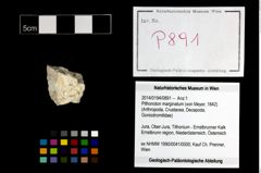 Foto (Objekt + Etikett) von Pithonoton marginatum (von Meyer, 1842)  (NHMW-GEO-2014-0194-0891)
